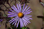 New England aster